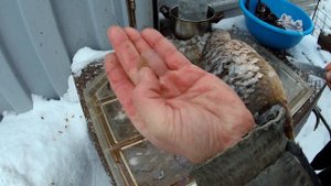 РЫБАЛКА НА ЗИМНЮЮ СЕТЬ И МНОГО... ОЧЕНЬ МНОГО ВКУСНЯШЕК ! РЫБАЛКА НА УРАЛЕ НА СЕТИ !!! С НОВЫМ ГОДО