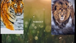 амурский тигр против барбаский лев легендарное битва