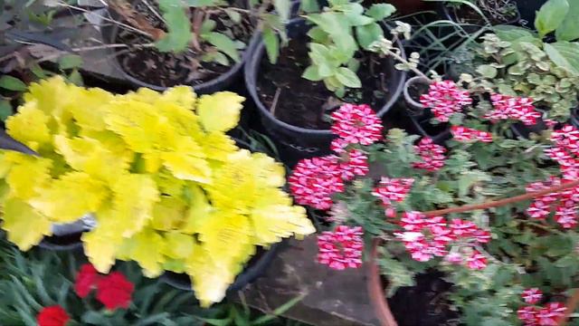 Срезы колеусов вегетативных!