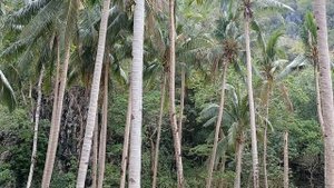 Как добраться до Puerto Princesa, El Nido, Coron | Что посмотреть на Филиппинах