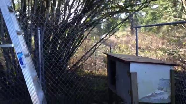 Наше подворье строительство фермы для животных. ч. 6