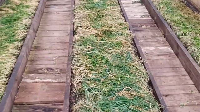 Ах, снег снежок. Моя теплица зимой. Закладка снега в теплицу.