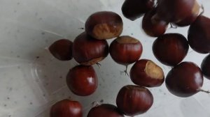 Собираем и жарим съедобные каштаны, это вкусно!??