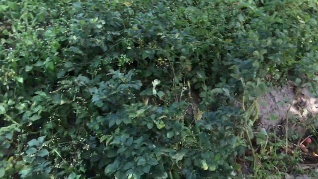 Пора копать картофель. Но есть один нюанс. смотреть онлайн