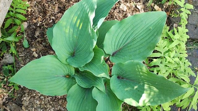 Хоста «Jack Berry». смотреть онлайн