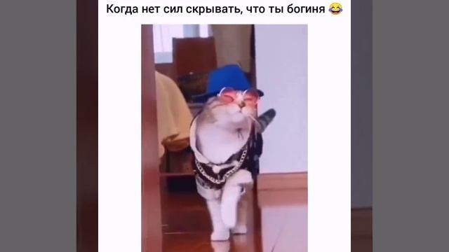 Стильная кошечка: гламур и уверенность в каждом шаге!