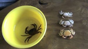 Пресноводный краб Crab