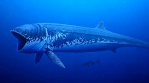 ЛИДСИХТИС | Самая большая костная рыба на Земле!