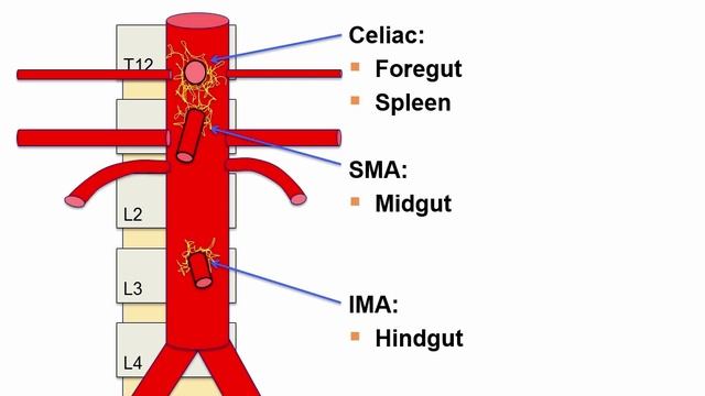 USMLE RX - 4.Желудочно-кишечный тракт - 1.Анатомия - 7.Кровоснабжение и иннервация ЖКТ