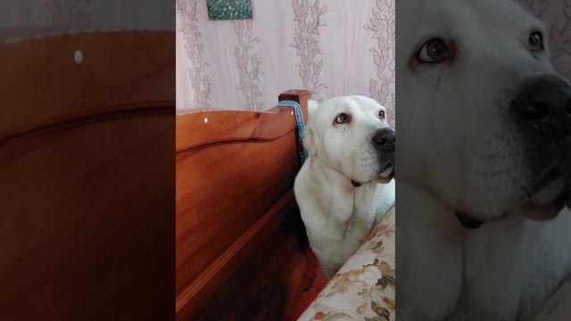 1. она ещё не родила. 2. люблю её взгляд) #alabaidogs #алабай #dogs