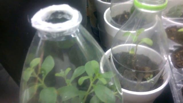 Stevia 1 Cooperativa ATA смотреть онлайн