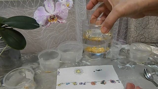 Как проверить семена перца на всхожесть