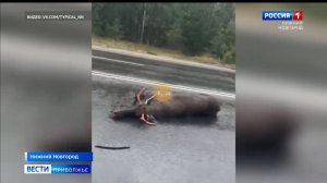 Сбитый лось скончался на месте