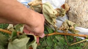??Предварительная обрезка винограда осенью. Заморозки закончили виноградный сезон.