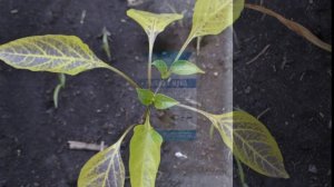 Подкормки для перца.Чего не хватает перцу.