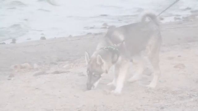 Hasky LOKI - the first walk on the sea - Хаски по имени ЛОКИ - первые прогулки на море смотреть онлайн