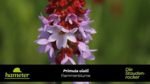 Primula vialii - Orchideen-Primel