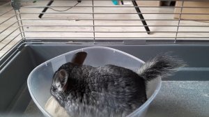 Шиншиллка Шуша,купается.