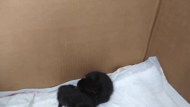 Котятам мейн-кун 2 недели!!!