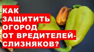 Как мы защищаем свой огород и теплицы от слизняков?