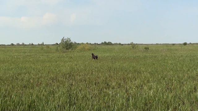 Курцхаар Артемидаз Догз Ассоль. Поиск, стойка, подводка. смотреть онлайн