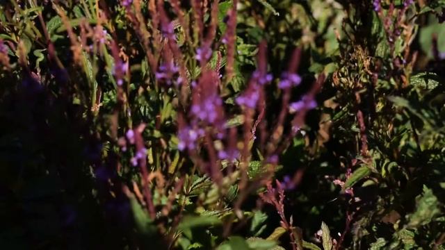 The Gardens of Glamis Castle - The Walled Garden смотреть онлайн