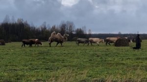 Верблюд в смоленской пустыне