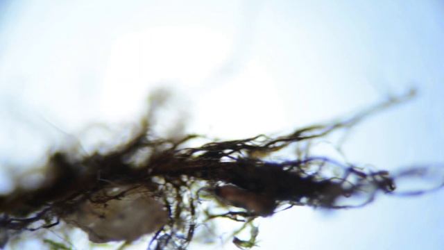 Мох под микроскопом смотреть онлайн