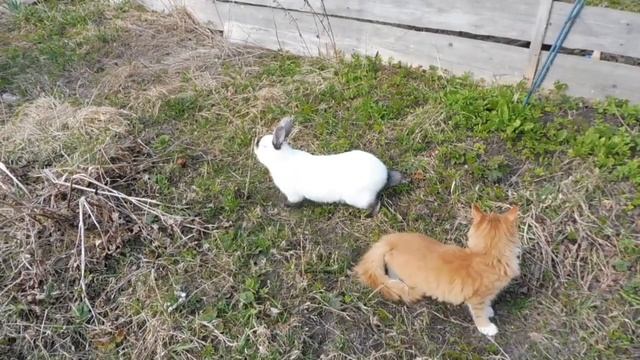 Есть ли дружба между КОТОМ и КРОЛИКОМ ? / Калифорнийский кролик Ромео и мейн кун Барон / Мари Мисти