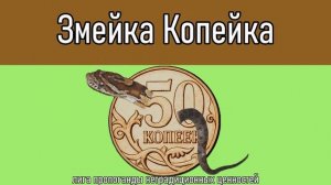 Змейка-Копейка, Кукушка-психушка, Черепашка-рубашка, Пингвин-Апельсин