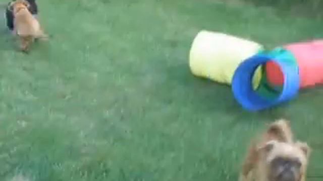 Догонялки смотреть онлайн