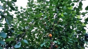 Абрикос крупноплодный Киевский красен. Очень крупный, с отделяемой косточкой абрикос.