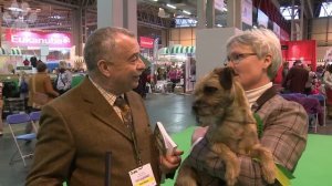 Border Terrier - Best of Breed - Crufts 2013