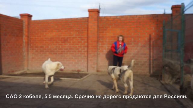 Щенки подростки, Среднеазиатской овчарки, алабаи. www.r-risk.ru +79262205603 Татьяна Ягодкина смотреть онлайн