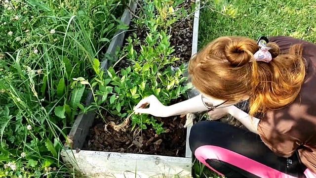 У Голубики от ягод развалились кусты...//Голубике нужна поддержка! смотреть онлайн