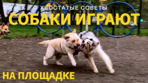 НА ПРОГУЛКЕ №1 — Собаки играют вместе на собачьей площадке