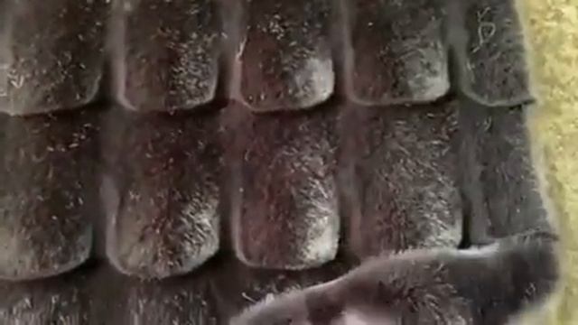 Норка стриженная, двухцветная, черная смотреть онлайн