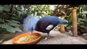 Веероносный венценосный голубь или Западный коронованный голубой голубь. Goura victoria