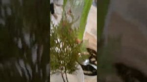 Размножение туи простым способом