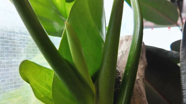 Easy Plants to Add to Your Home смотреть онлайн