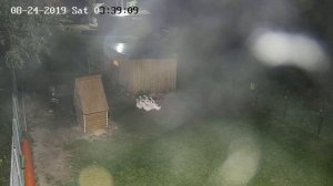 нападение лисы на домашнюю птицу