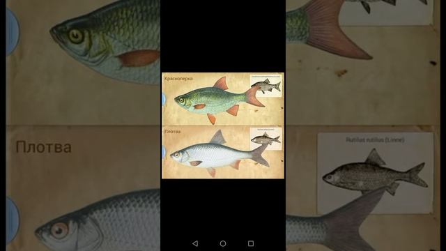 ЧЕМ ОТЛИЧАЕТСЯ КРАСНОПЁРКА ОТ ПЛОТВЫ? смотреть онлайн