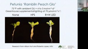 Grow Pro Series: Optimizing LED Lighting for Flower Crops, Part 2