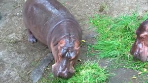 Diana and Roma play at the 3D Art in Paradise MUSEUM