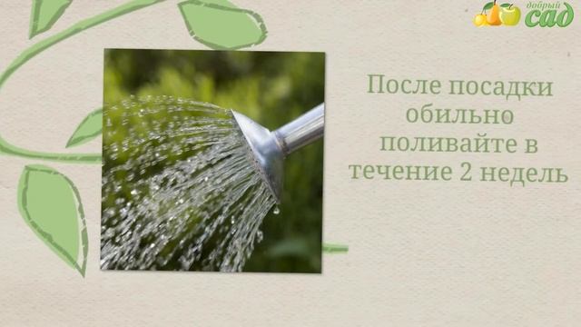 Посадка хосты - как правильно посадить хосту смотреть онлайн