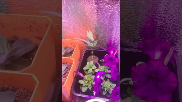 Обзор эустома и рассады) #plant #flower #gardening #garden #красота #эустома #цветы #зеленый смотреть онлайн