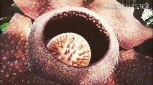 Топ 10 Самые необычные удивительные поразительные растения в мире