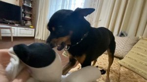 ТОЙТЕРЬЕР ВОЗМУЩАЕТСЯ