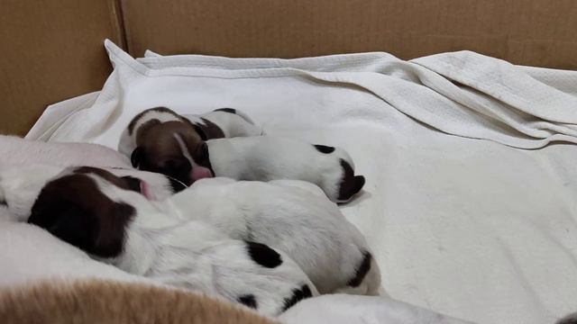 Слепые щенки джек рассел терьер смотреть онлайн