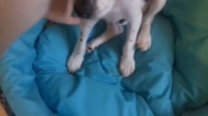 Моя СОБАКА! ДЖЕК РАССЕЛ ТЕРЬЕР И ПАРСОН РАССЕЛ ТЕРЬЕР